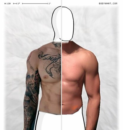 Torso Comparison