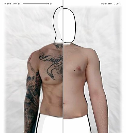 Torso Comparison