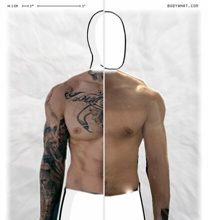 Torso Comparison