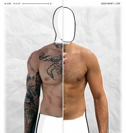 Torso Comparison