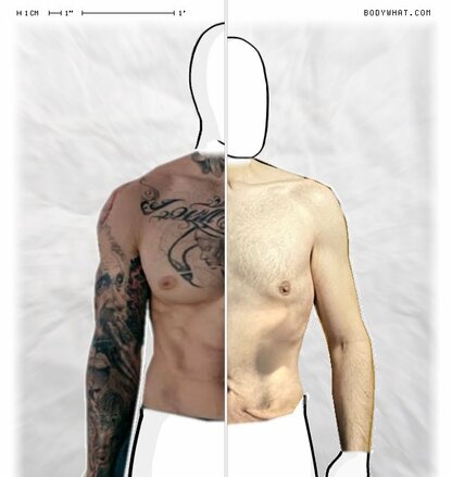 Torso Comparison