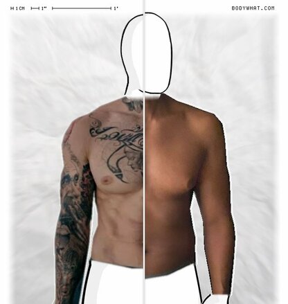 Torso Comparison