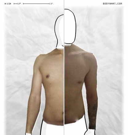 Torso Comparison
