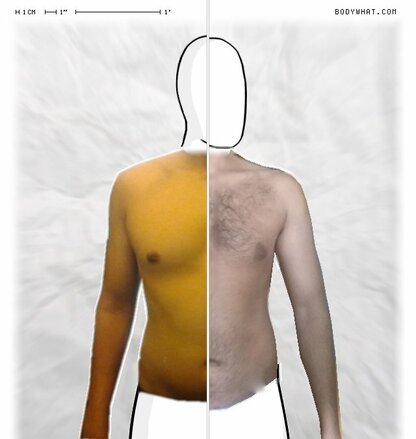 Torso Comparison