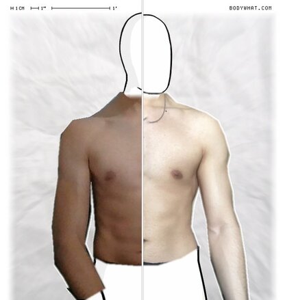 Torso Comparison