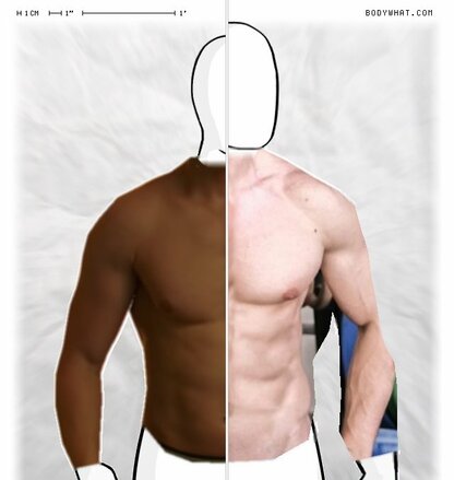 Torso Comparison