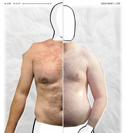 Torso Comparison