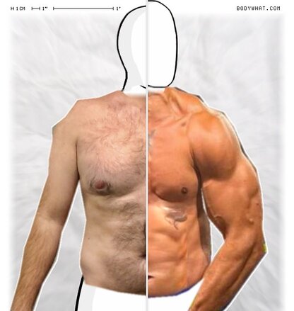 Torso Comparison