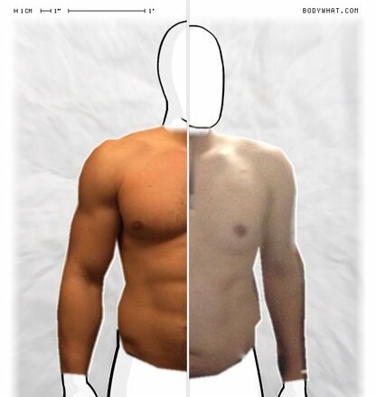 Torso Comparison