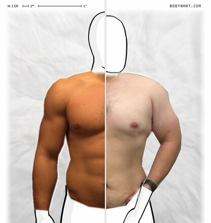 Torso Comparison
