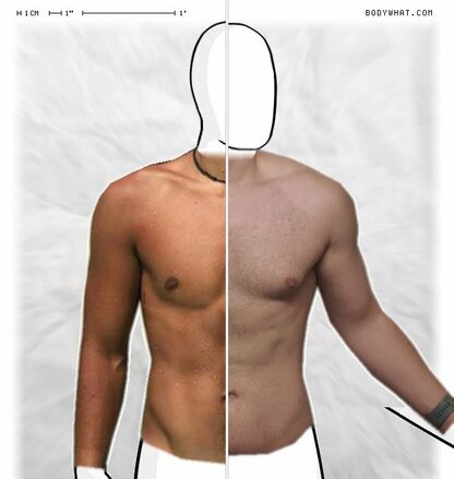 Torso Comparison