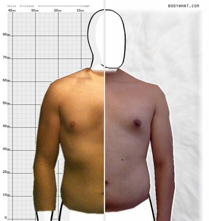 Torso Comparison