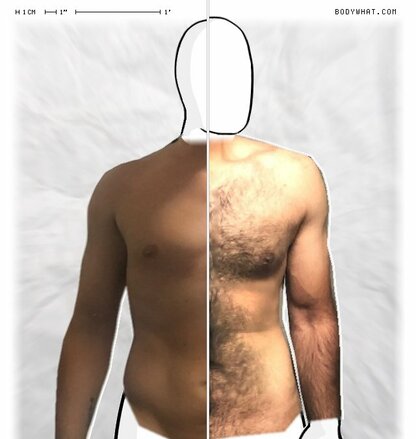 Torso Comparison