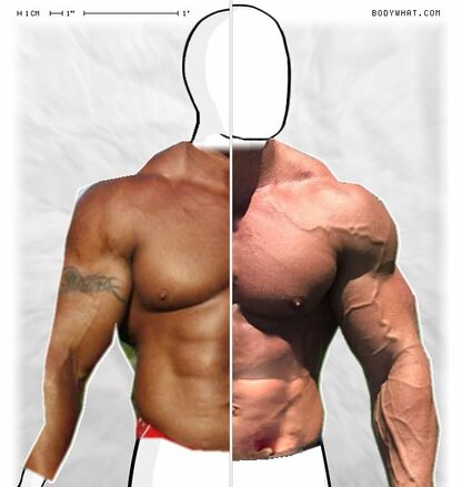 Torso Comparison