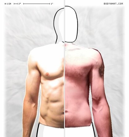 Torso Comparison