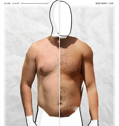 Torso Comparison