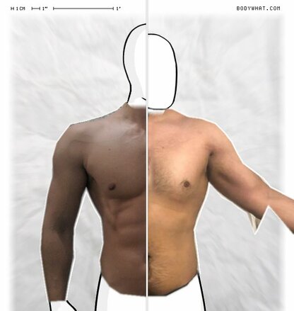 Torso Comparison