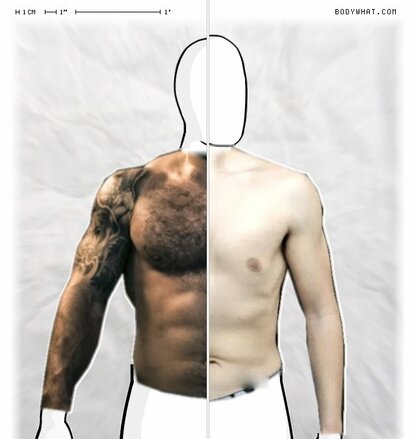 Torso Comparison