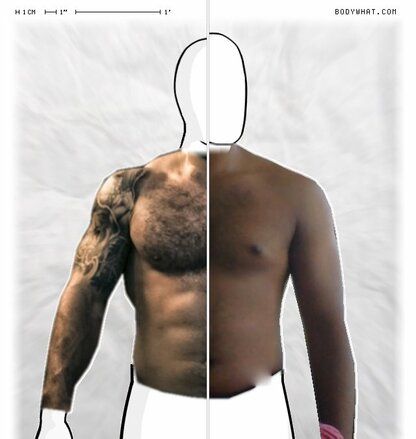 Torso Comparison