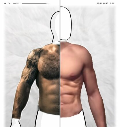 Torso Comparison