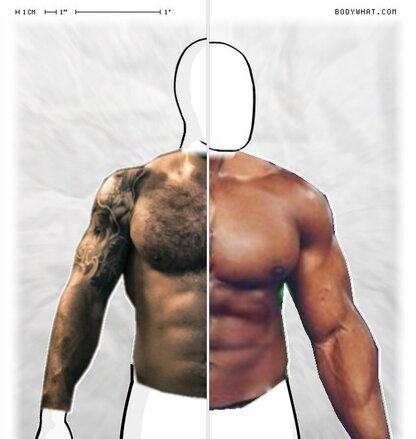 Torso Comparison