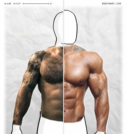 Torso Comparison