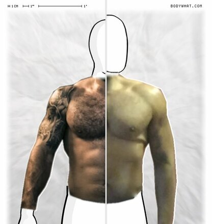 Torso Comparison