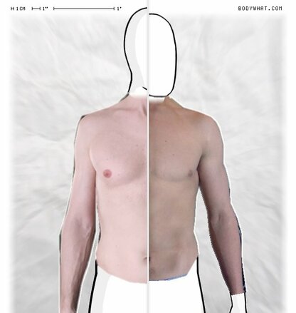 Torso Comparison