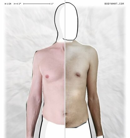 Torso Comparison