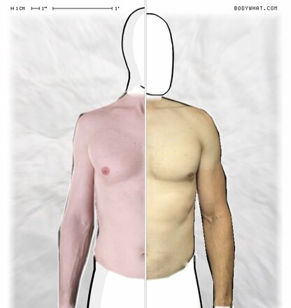 Torso Comparison