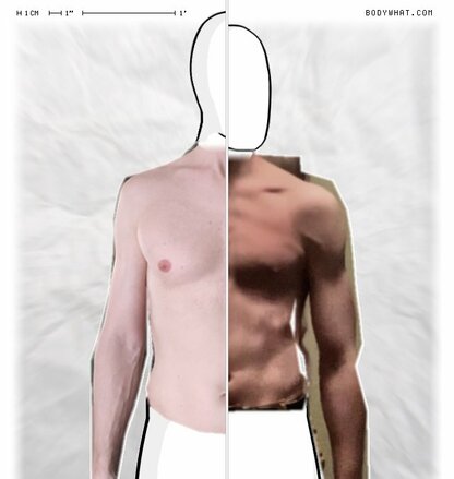Torso Comparison