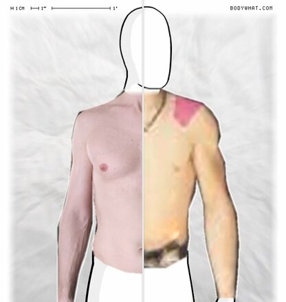 Torso Comparison
