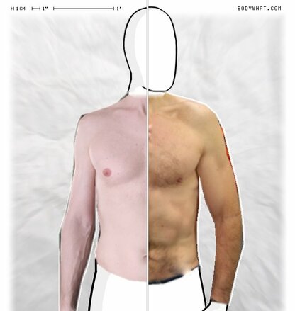 Torso Comparison