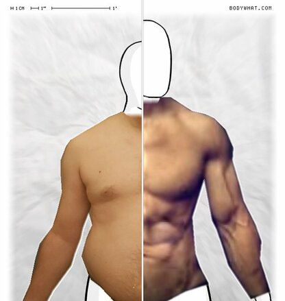 Torso Comparison