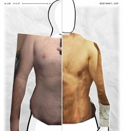 Torso Comparison