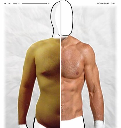 Torso Comparison