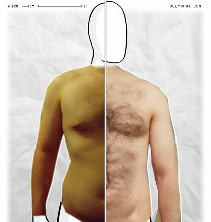 Torso Comparison