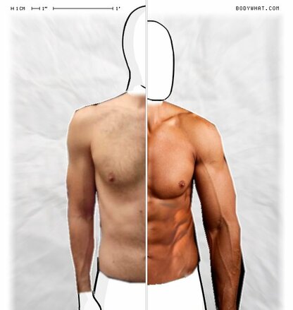 Torso Comparison