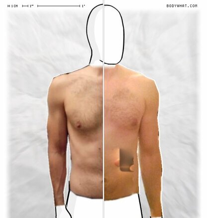 Torso Comparison