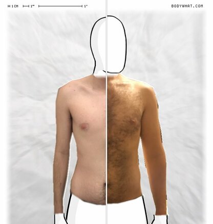 Torso Comparison