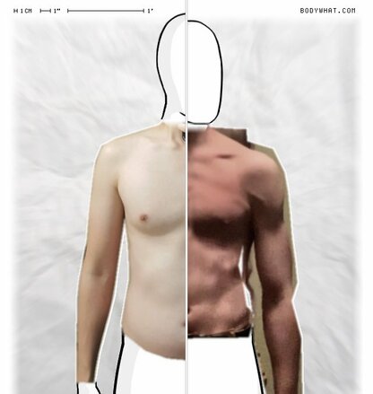 Torso Comparison