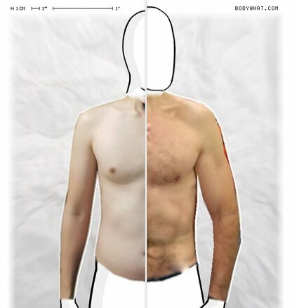 Torso Comparison