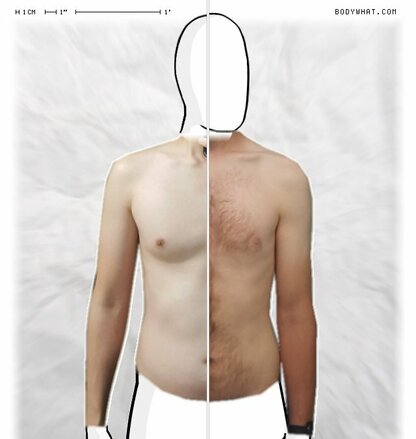 Torso Comparison
