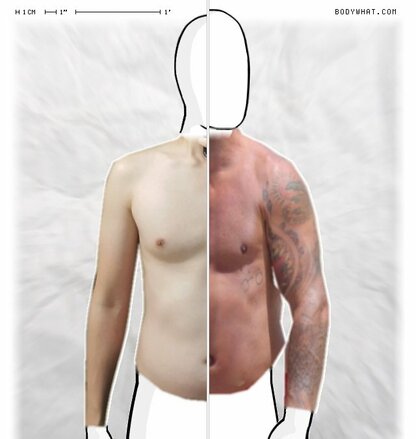 Torso Comparison