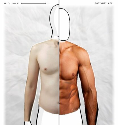 Torso Comparison