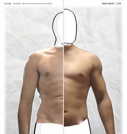 Torso Comparison