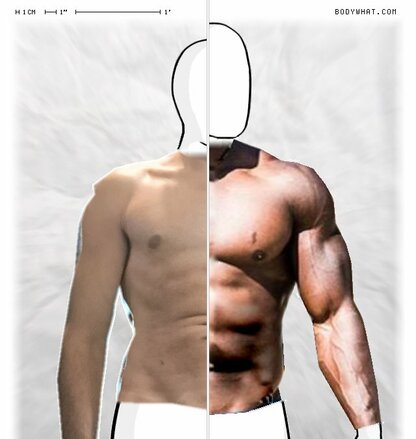 Torso Comparison