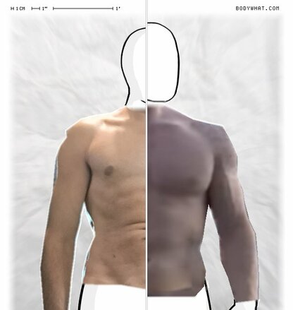 Torso Comparison