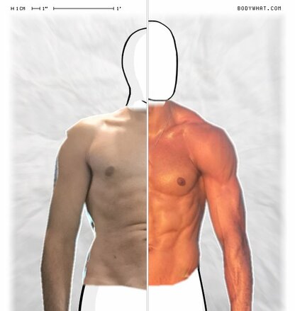 Torso Comparison