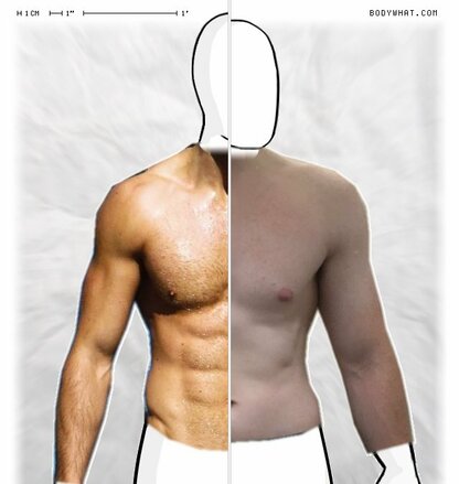 Torso Comparison